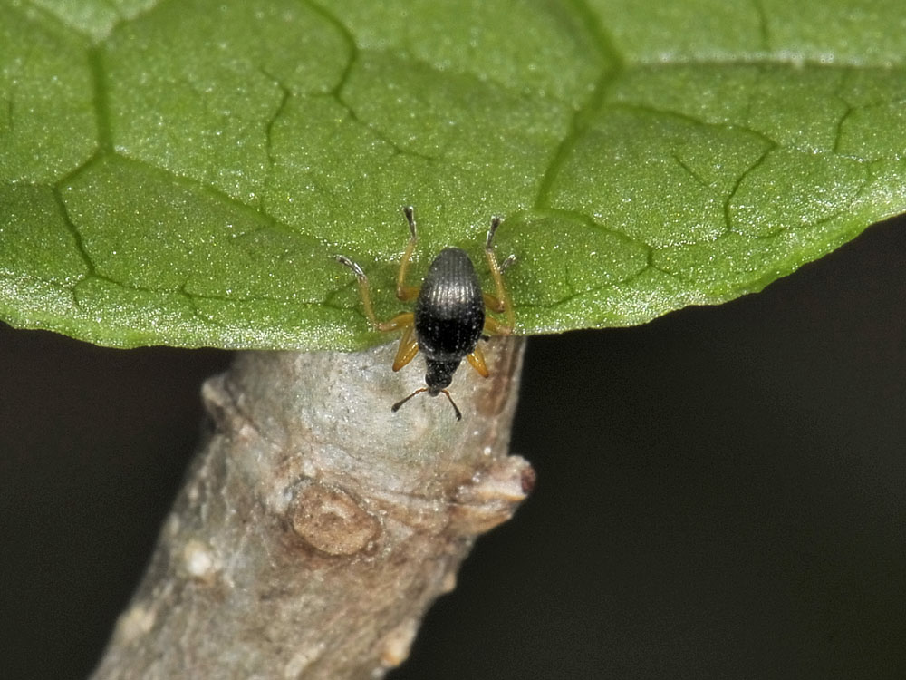 Protapion fulvipes - (Apionidae)